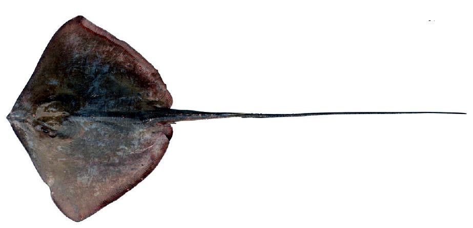 Dasyatis centroura_09.jpg